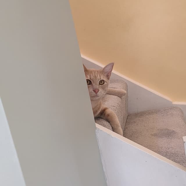 Cat sitting on stairs peeking out from behind a wall