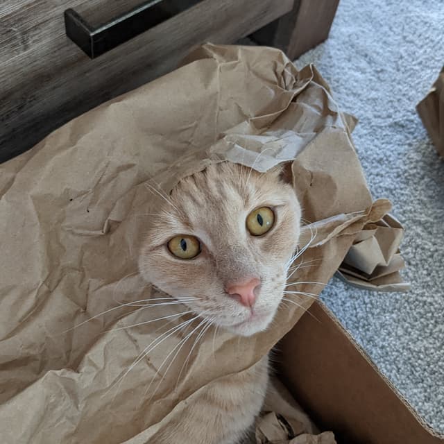 Cat with it's head poking through a ripped paper bag