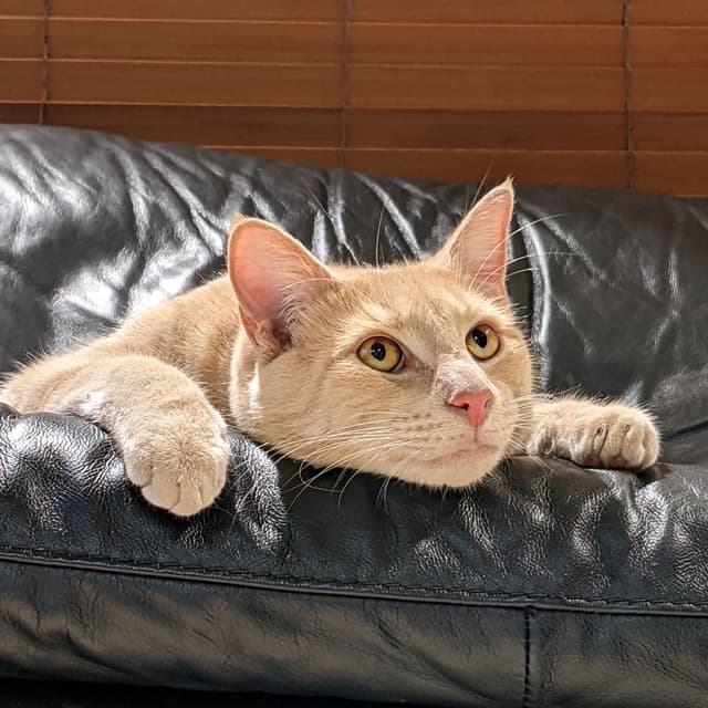 Cat perched off the edge of a couch looking into the distance